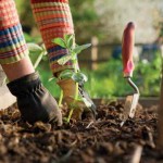 consejos cuidar jardin