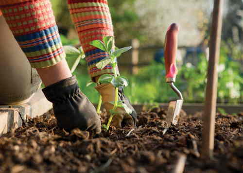 consejos cuidar jardin